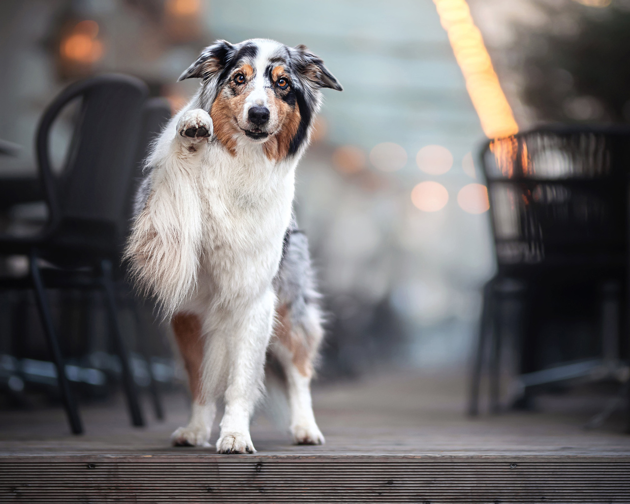 cachorro, lindo, paisagem