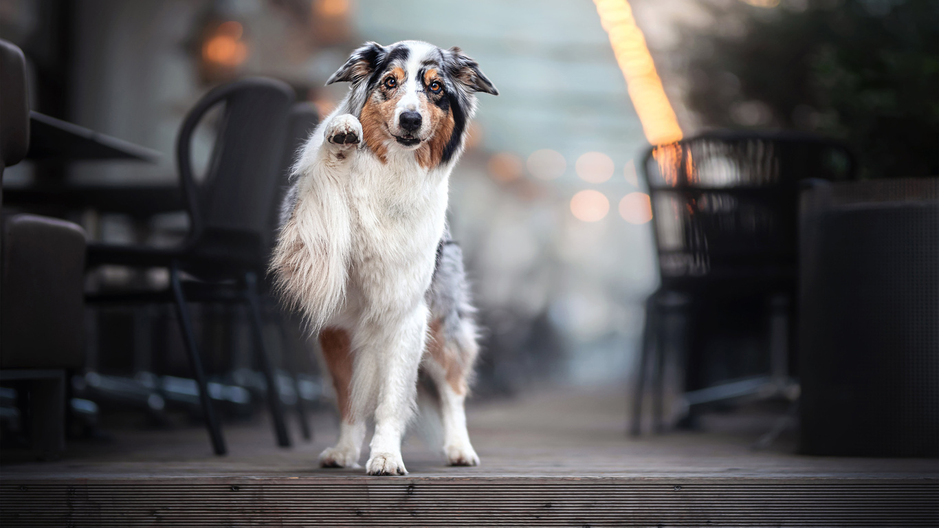 cachorro, lindo, paisagem