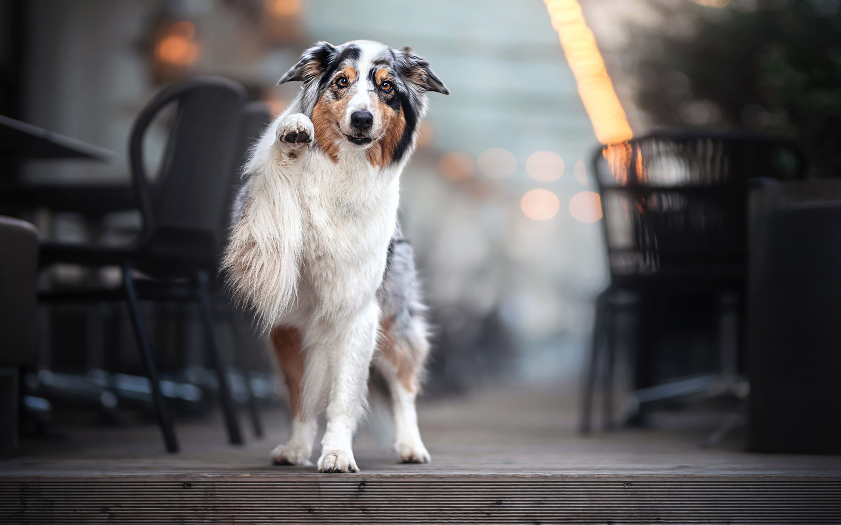 cachorro, lindo, paisagem