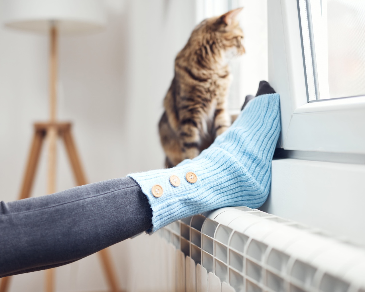 domestic cat, woolen socks, white radiator