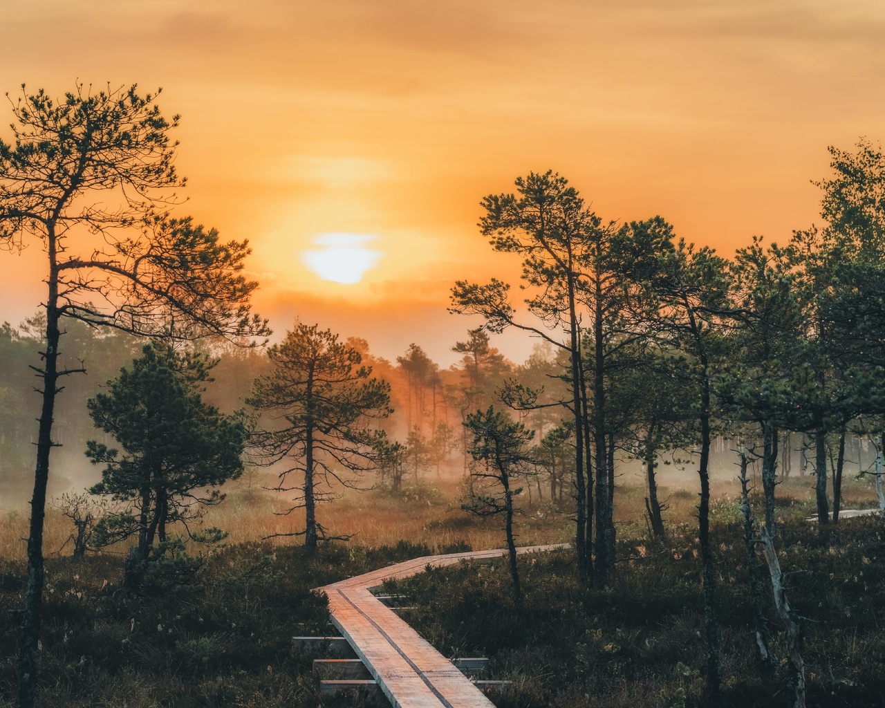 summer, estonia, forest