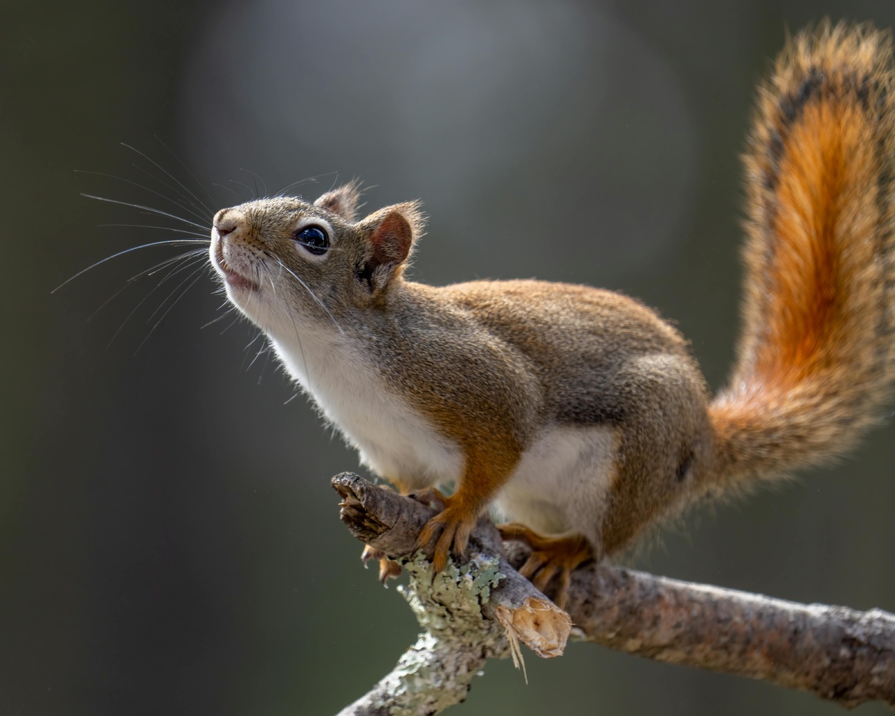 squirrel, tree branch, wild nature