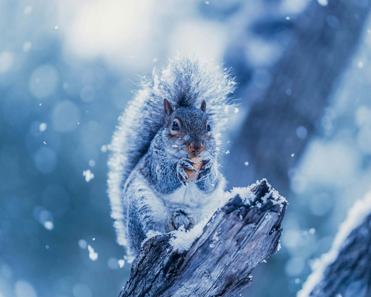 squirrel, snowing, tree branch