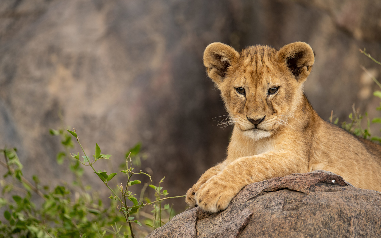 tanzania, safari park, wild animals