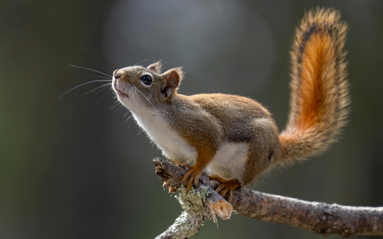 squirrel, tree branch, wild nature