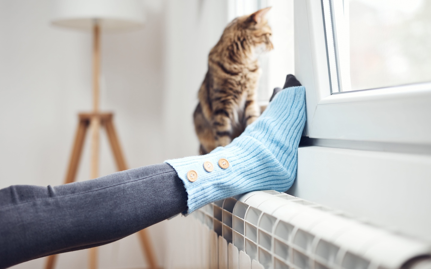 domestic cat, woolen socks, white radiator