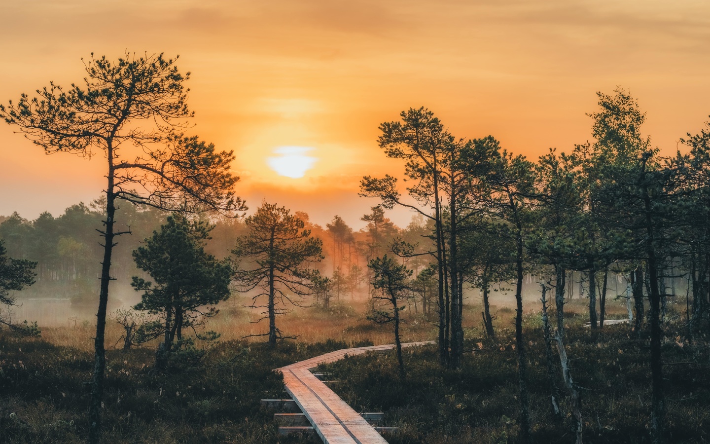 summer, estonia, forest