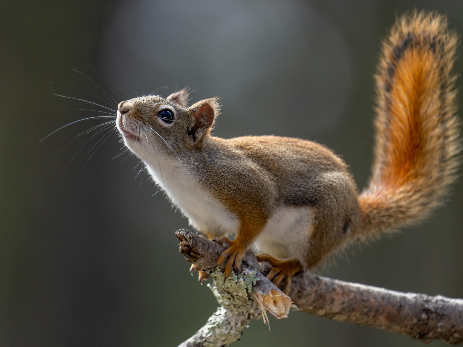 squirrel, tree branch, wild nature