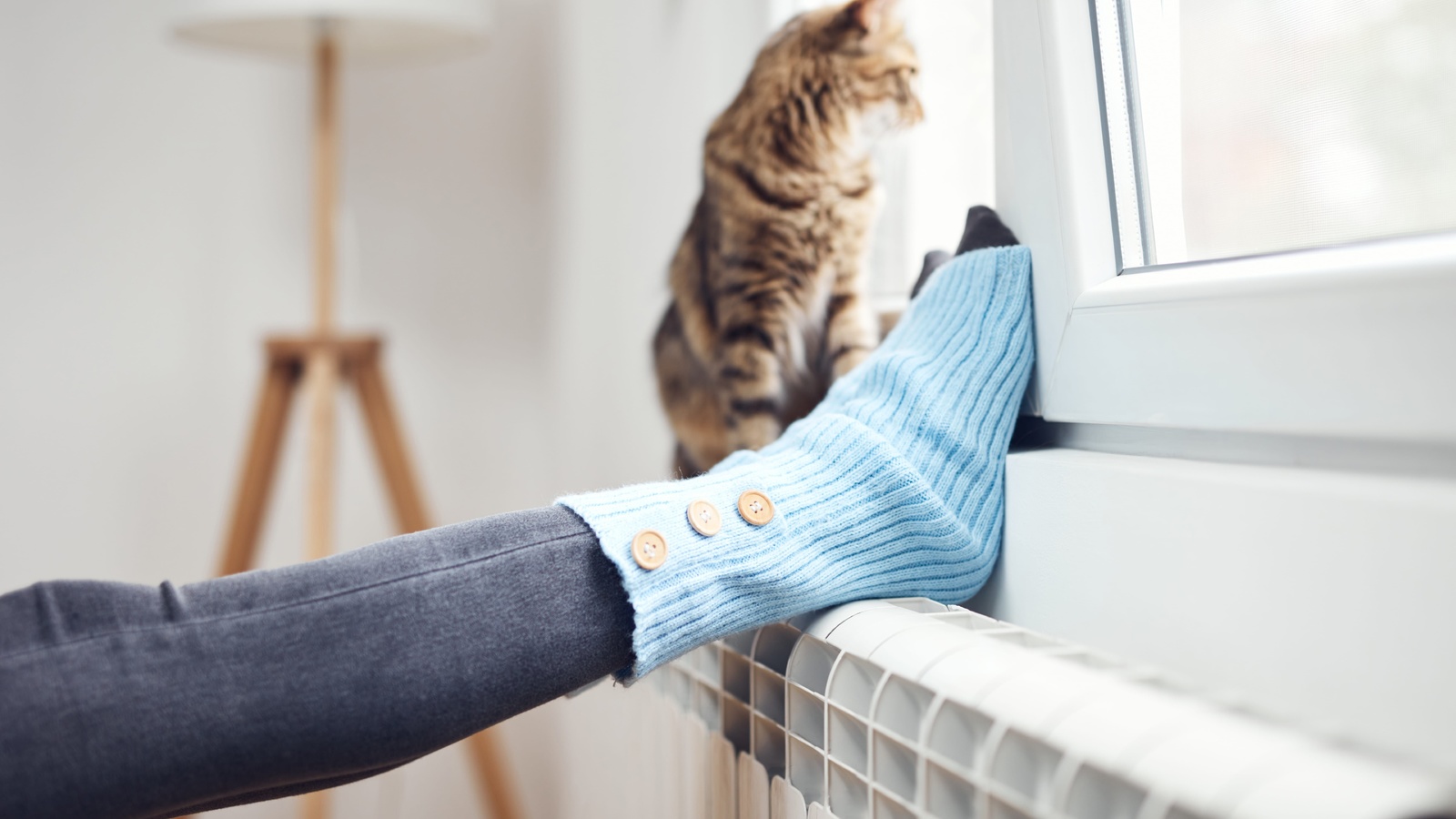 domestic cat, woolen socks, white radiator