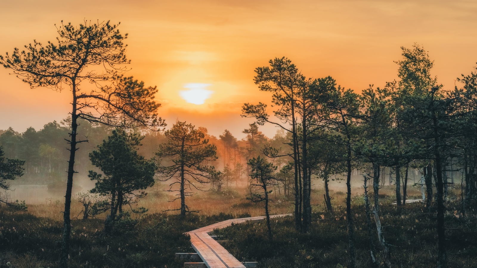 summer, estonia, forest