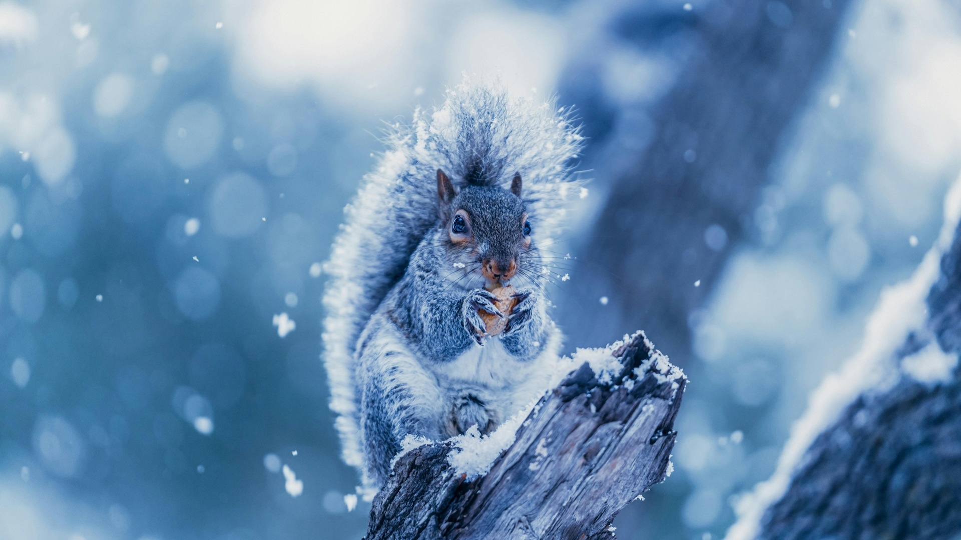 squirrel, snowing, tree branch