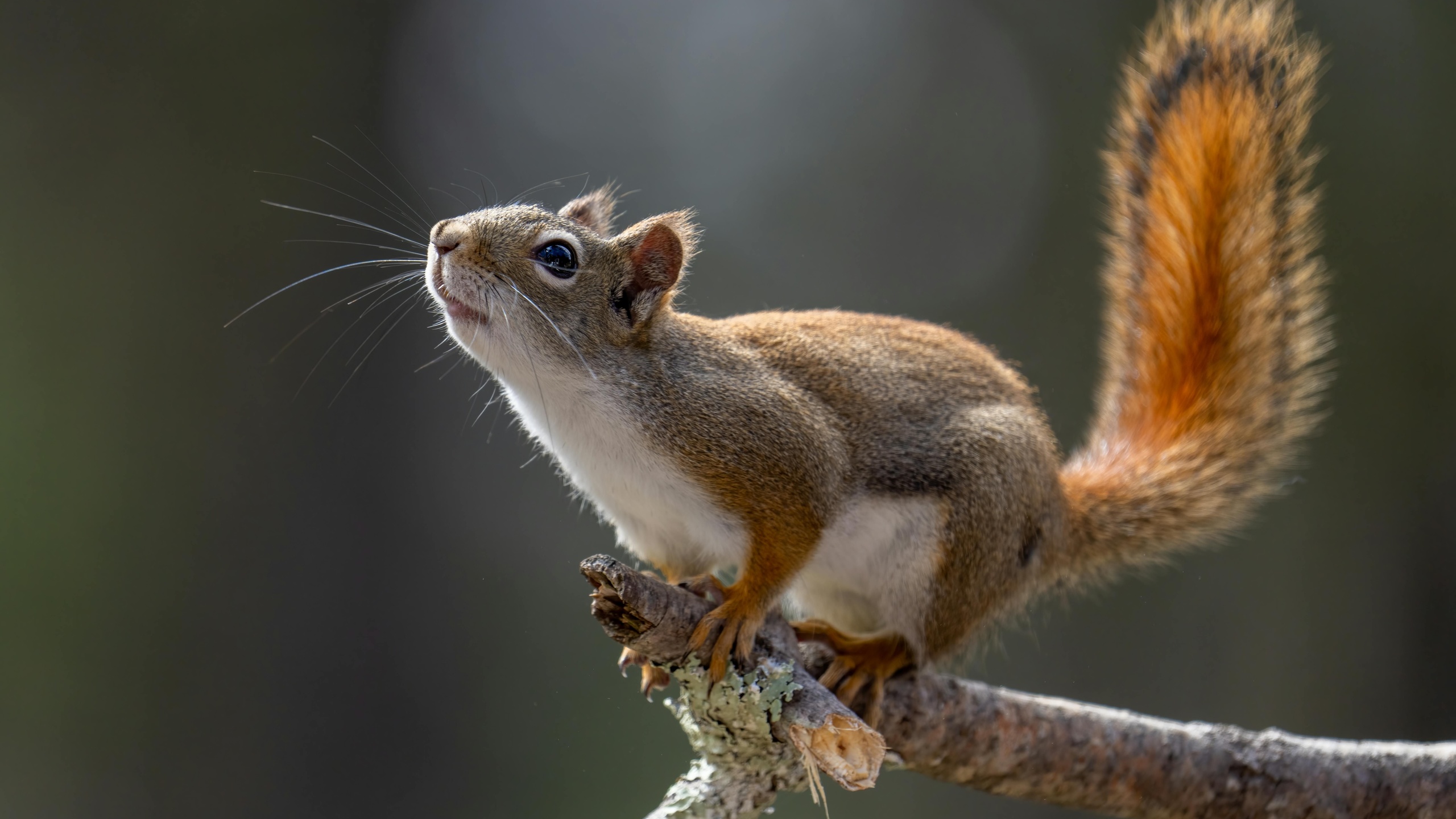 squirrel, tree branch, wild nature