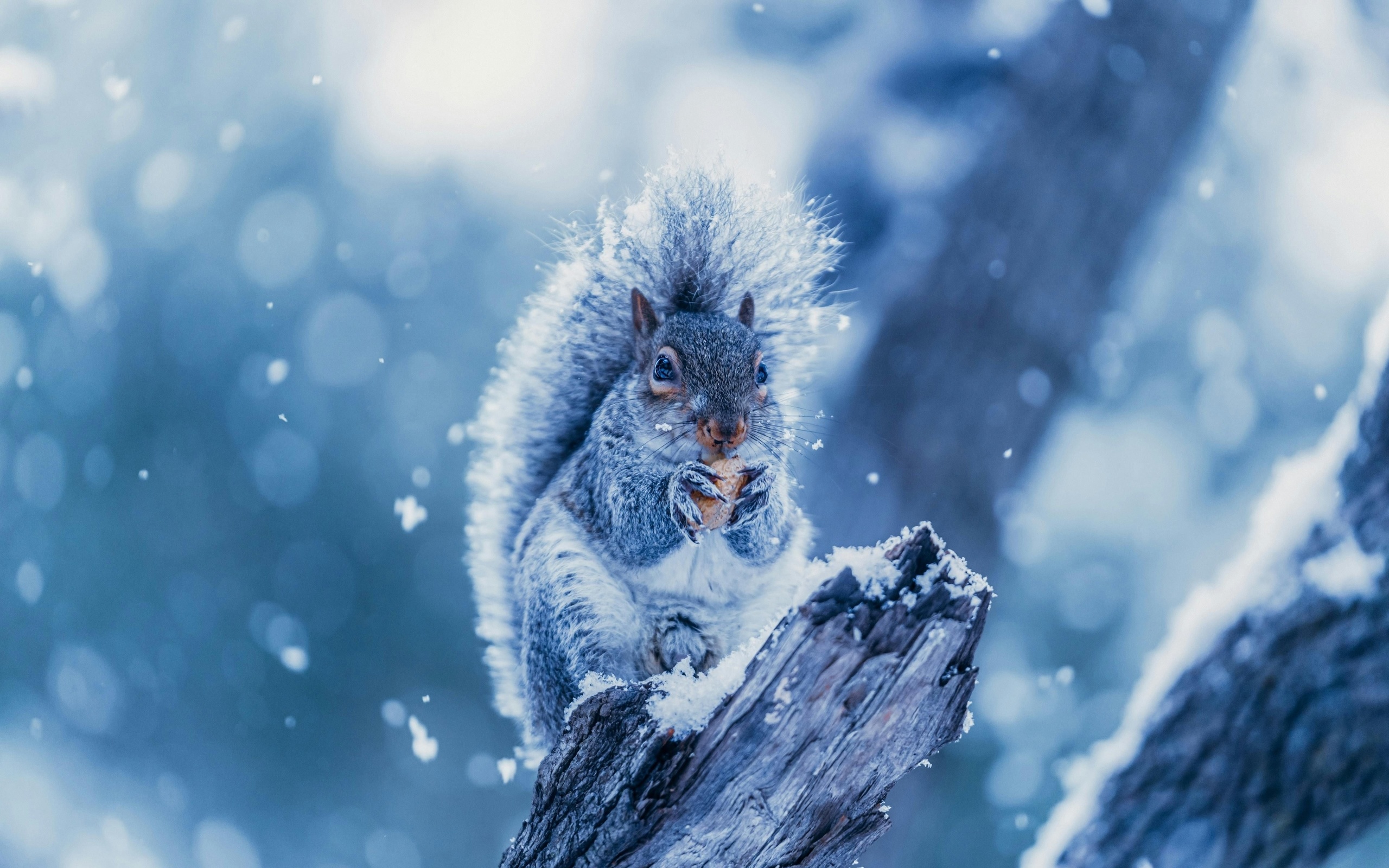 squirrel, snowing, tree branch