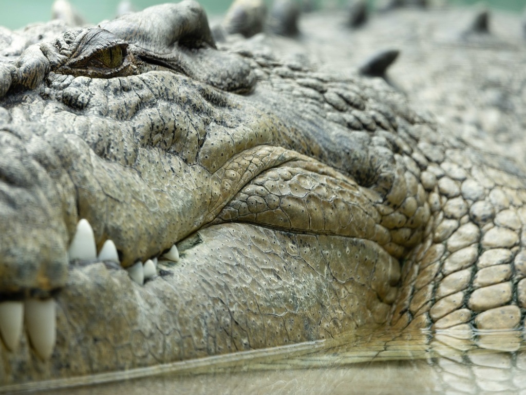 saltwater crocodile, zoo, texas