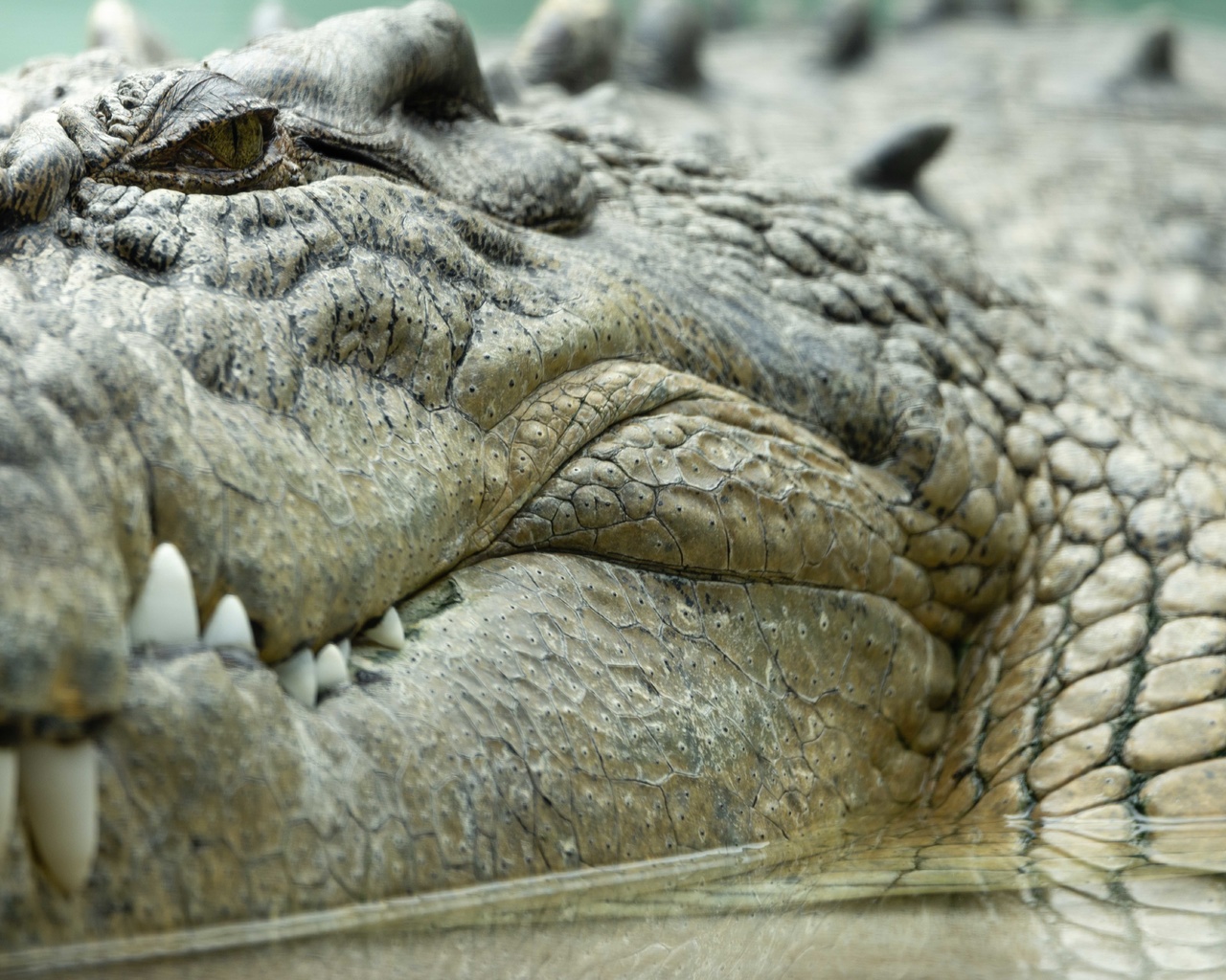 saltwater crocodile, zoo, texas