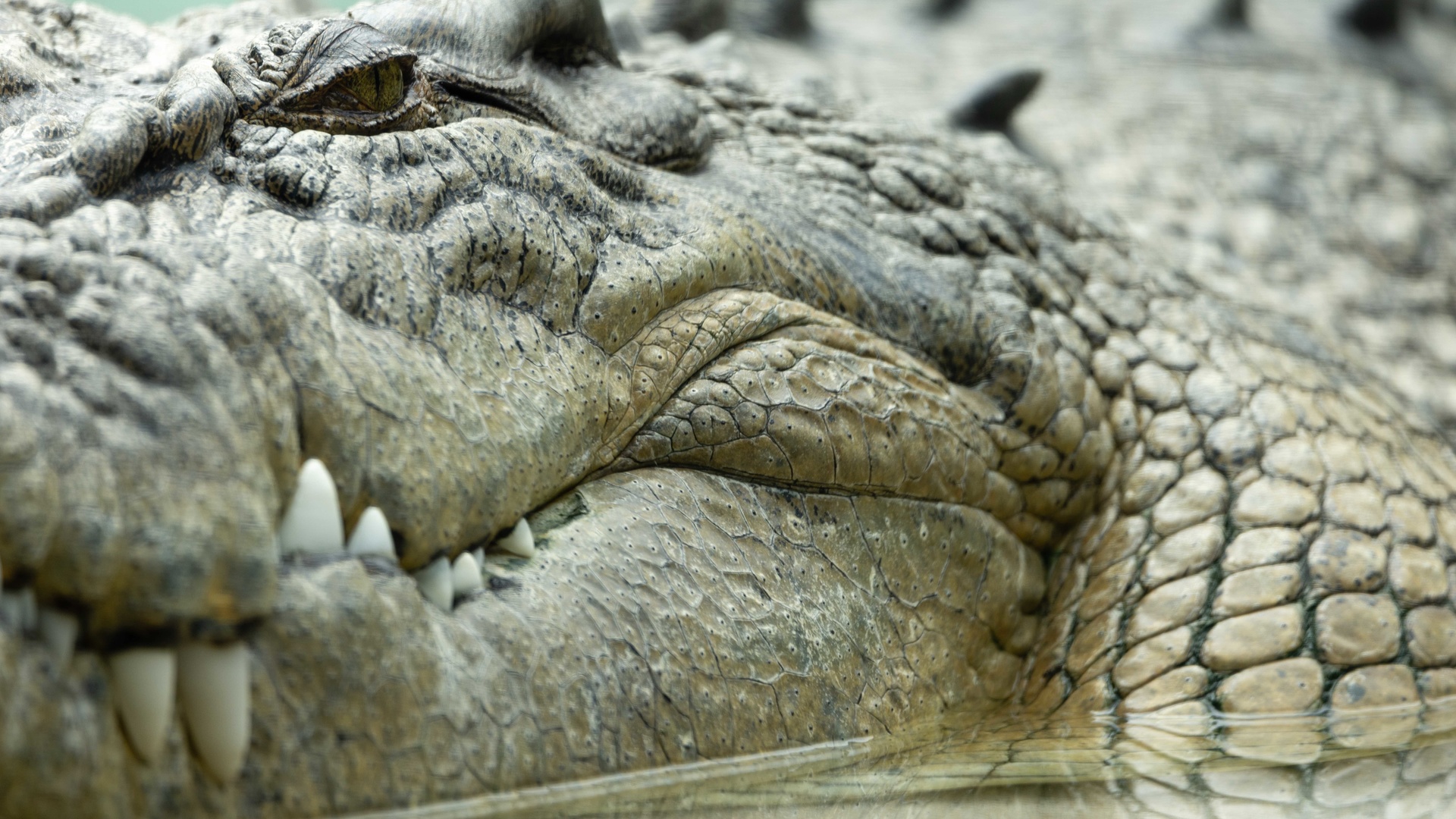 saltwater crocodile, zoo, texas