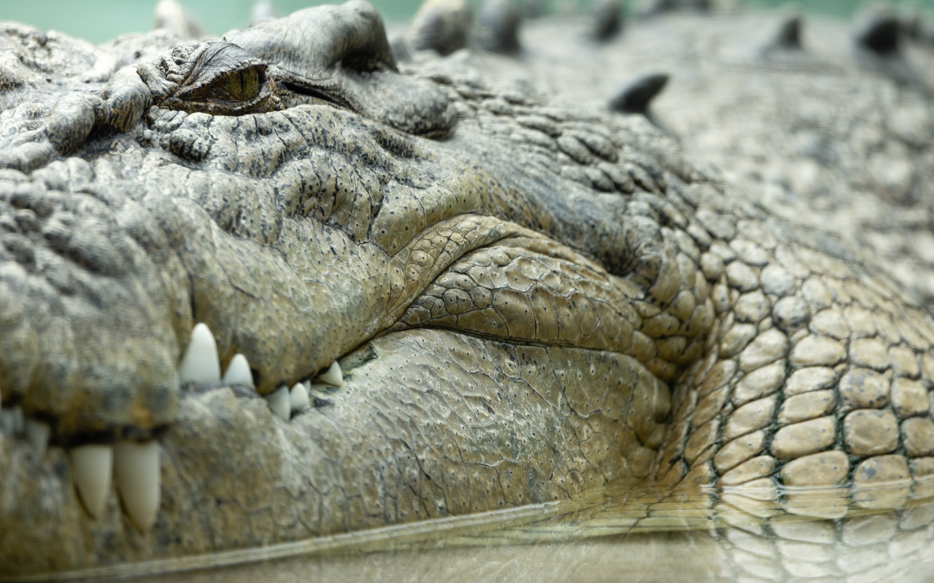 saltwater crocodile, zoo, texas